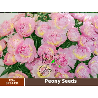 10+ Rare Seeds| White Cap Peony Seeds #B008