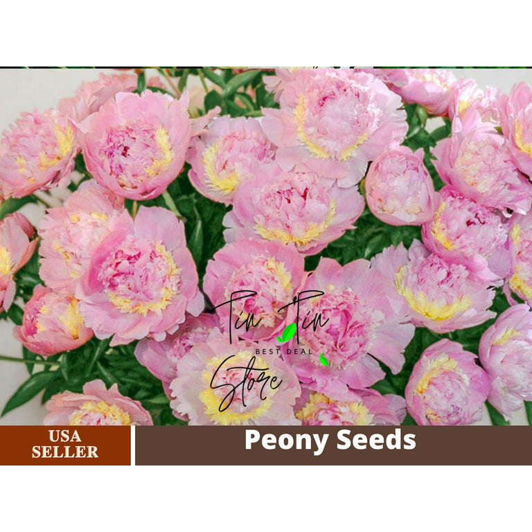 10+ Rare Seeds| Eden's Perfume Peony Seeds #b044 [Buy 3 Get 1 Free]
