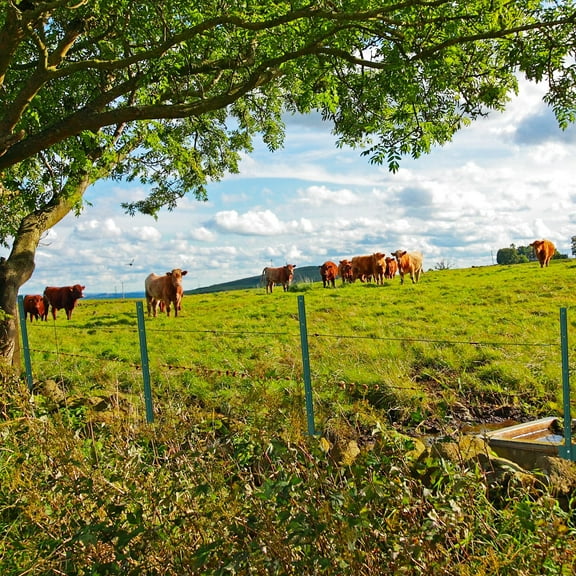 AOILE 3/4/5 Feet Metal Fence Posts, Pack U-Shaped Steel Stakes, No Dig U Channel Wire Fencing Post for Lawn, Garden, Yard, Farm and Outdoor, Rust-Proof & Weather-Resistant, Heavy Duty, Green