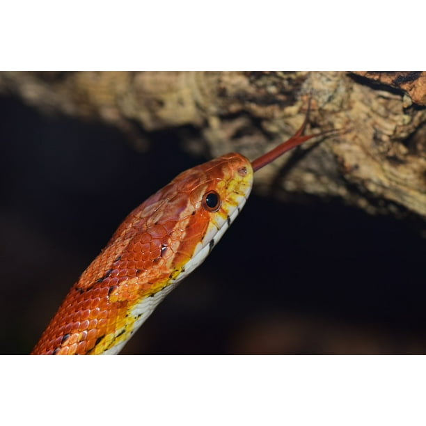 Peel N Stick Poster Of Snake Constrictor Yellow Skin Orange Corn Snake Poster 24x16 Adhesive Sticker Poster Print Walmart Com Walmart Com