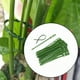 thumbnail image 1 of 50 bridas ajustables para plantas, multiusos, para el hogar, la oficina y el jardín. 23 centímetros, 1 of 8