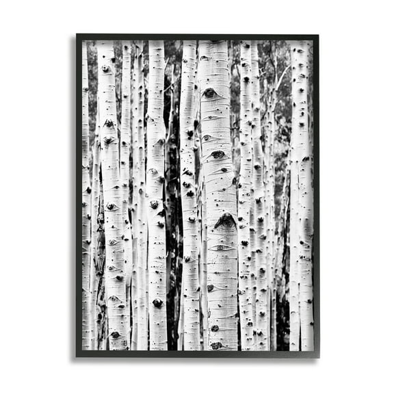 Stupell Industries Birch Trees Forest Nature Photography Black Framed Art Print Wall Art, 11 x 14