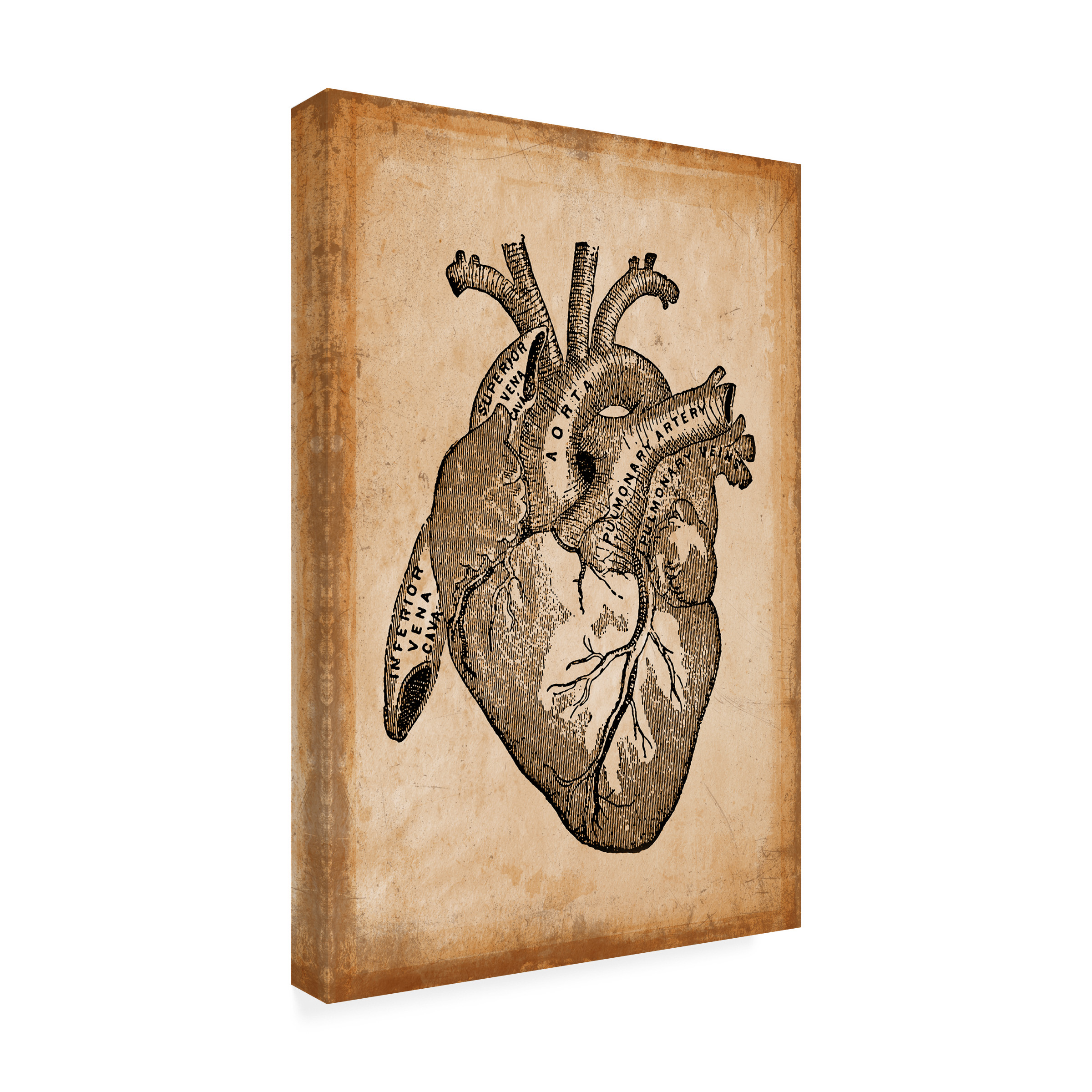 Trademark Fine Art 'Anatomy 8' Canvas Art by Vintage Lavoie
