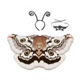 thumbnail image 1 of Disfraz de alas de mariposa y polilla para Halloween, accesorio fotográfico para mujer, para cumpleaños, espectáculos Café, 1 of 8