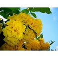 thumbnail image 3 of Home Shops USA 20 Yellow Trumpetbush Flower Seeds, Rare, 3 of 3