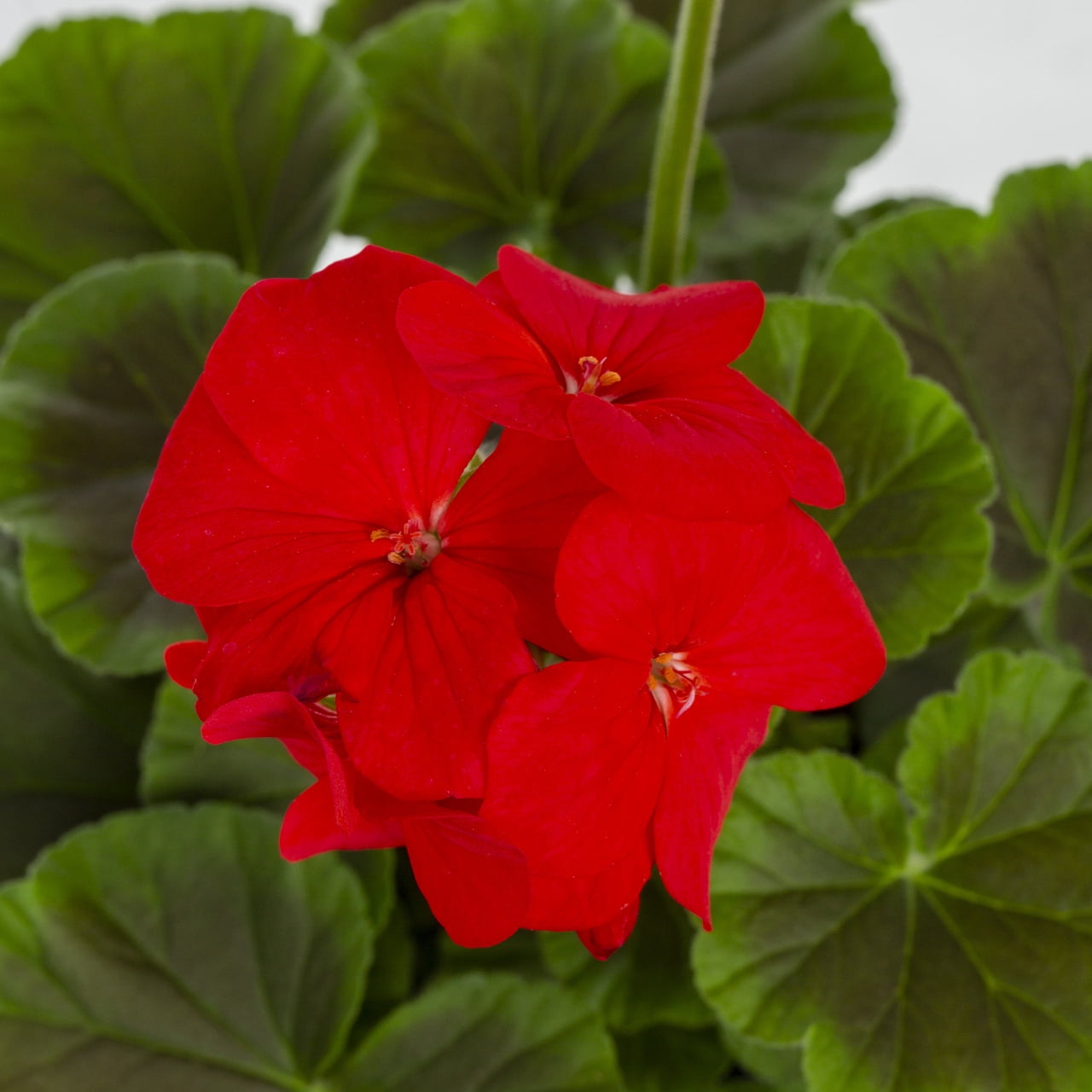 Better Homes & Gardens 3QT Red Geranium Live Annual Plant Decorative Pot Sun 2-Pack