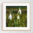 thumbnail image 2 of Delicate snowdrops in the spring meadow - Bezirk Pankow Berlin Germany Photography Flowers Nature Botanical Garden Floral Scenic Unframed Wall Art Print 8 x 8 inches, 2 of 9