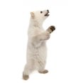thumbnail image 2 of Polar Bear Cub Standing Wall Mural by Wallmonkeys Peel and Stick Graphic (48 in H x 35 in W) WM347063, 2 of 4