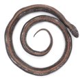 thumbnail image 3 of Lifelike Snake Model, Snake Model Long Service Life Durable  For Gift For Children Rewardsz, 3 of 8
