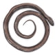 thumbnail image 1 of Estatuilla de Modelo de Serpiente Ccdes PVC, 1 of 8