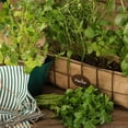 thumbnail image 5 of Proven Winners 4" Flat Leaf Parsley Parsley Live Herb Plant in 4.25" Pot (4 Count), 5 of 8