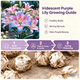 thumbnail image 5 of Lily Bulbs,Low Maintenance - Easy Grow - Ideal For Beds Borders, Plant Pots & Planters, 5 of 5