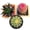 A, variant on Rare Cactus Succulent Plants | Live House Plants for Home, Office, and Garden Decoration.