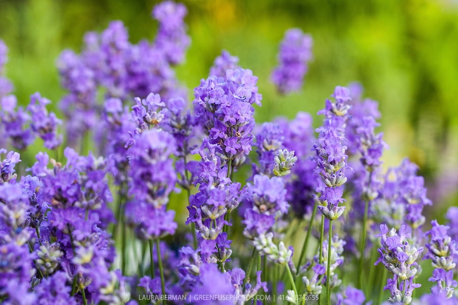 Blue Cushion French Lavender Very Quart Pot