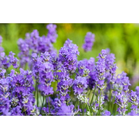 Blue Cushion French Lavender - Very Fragrant/Compact - Gallon Pot (Best Lavender Plant For Indoors)