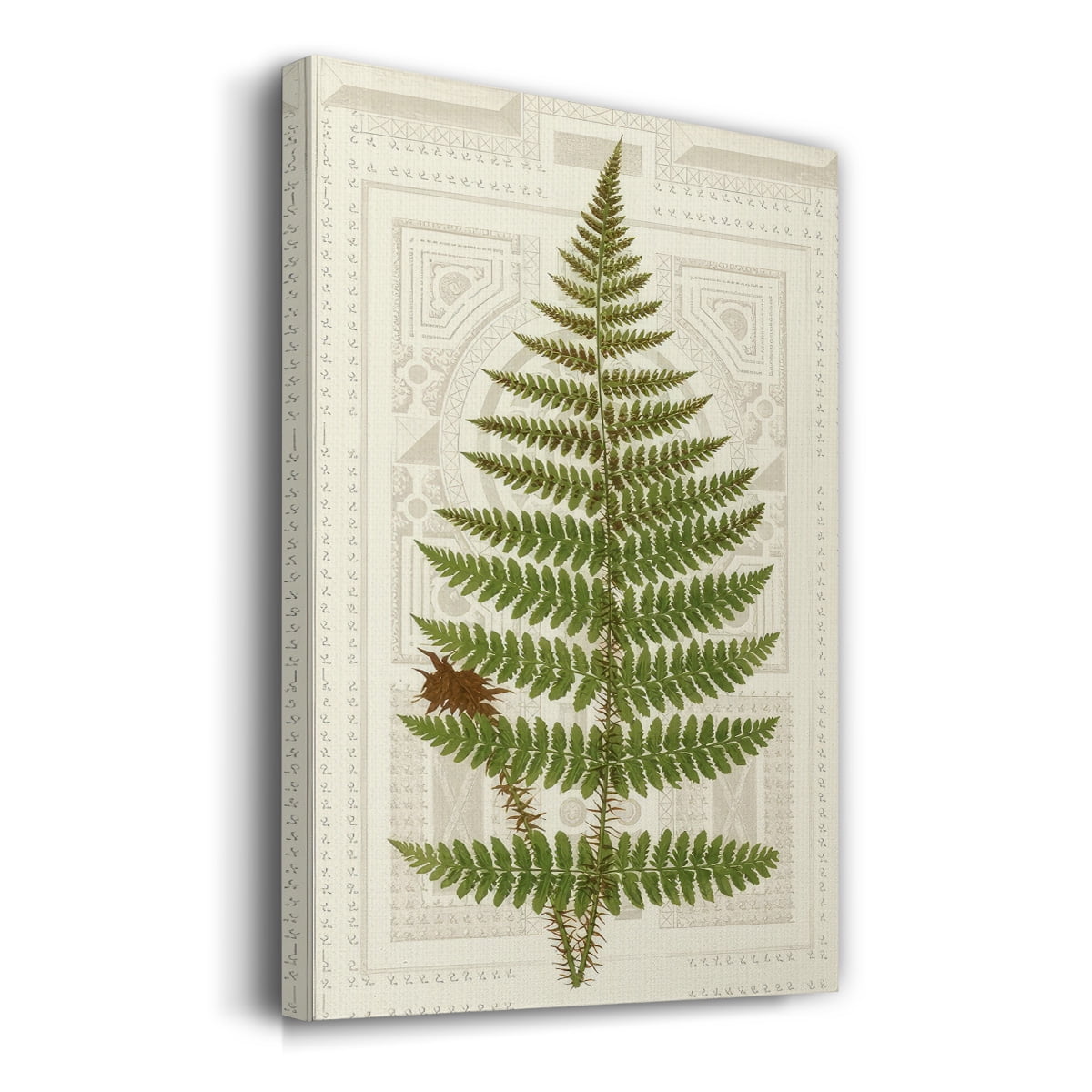 Garden Ferns V- Gallery Wrapped Canvas