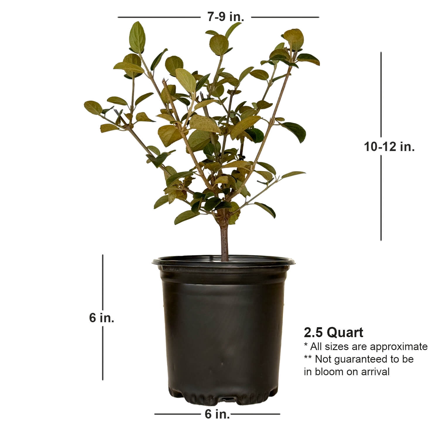 2.5 Qt. Chinese Snowball Viburnum - Deciduous Shrub with Large White Hydrangea -like Blooms