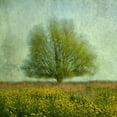 thumbnail image 2 of van Bijnen, Jacqueline 26x26 White Modern Wood Framed Museum Art Print Titled - In The Yellow Field, 2 of 4