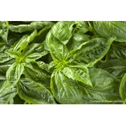 Proven Winners 1.5PT Basil Live Plants with Grower Pot