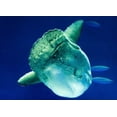 thumbnail image 2 of Sunfish Wall Mural by Wallmonkeys Peel and Stick Graphic (36 in W x 26 in H) WM88532, 2 of 4