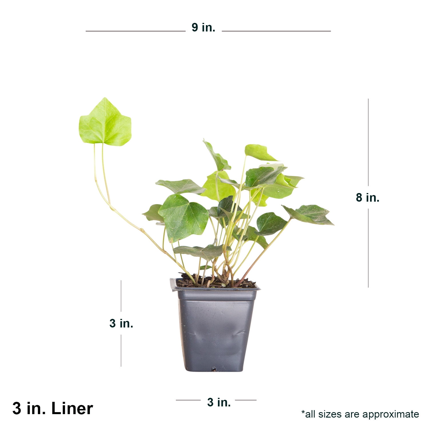 Expert Gardener English Ivy - 54 Pack (3.25 In. Pots) Evergreen Groundcover Vine - Full Sun to Part Sun Live Outdoor Plant