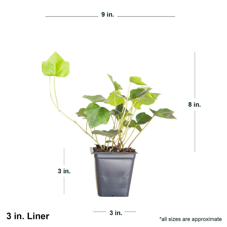 Expert Gardener English Ivy - 18 Pack (3.25 In. Pots) Evergreen