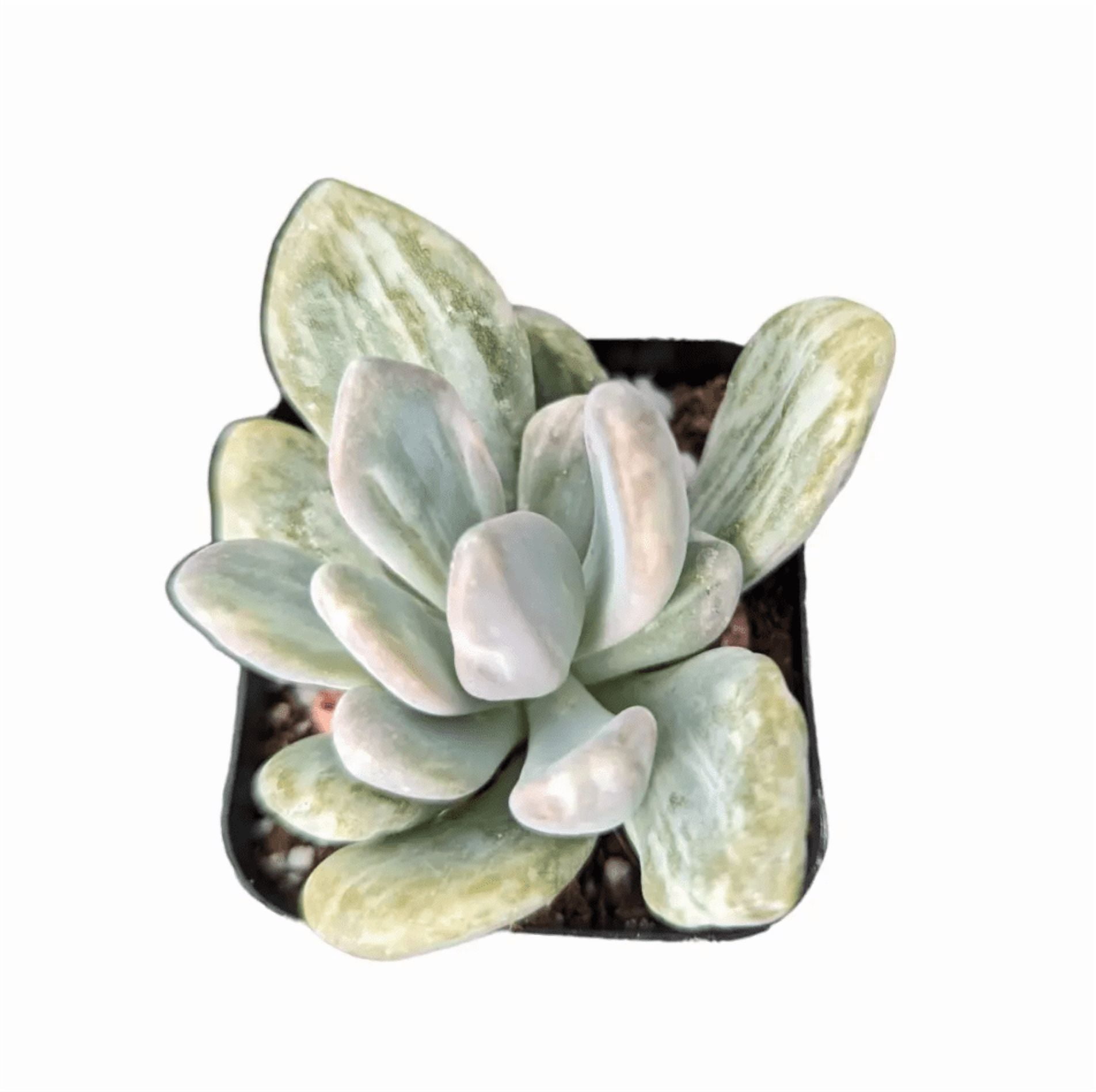 Pachyveria Variegata Succulent Live Plant 2 Inch for Indoor Outdoor Home Office Garden Decor