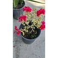thumbnail image 2 of Buganvilias Variegated Red Flower on 5 gallon pot - Get similar, 2 of 2