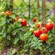thumbnail image 4 of FOMIYES 5Ud Estructura De Apoyo Para Plantas Trellis De Jardín Para Enredaderas Y Vegetales, 4 of 8