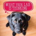 thumbnail image 1 of What Your Lab Is Thinking, 1 of 2