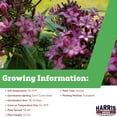 thumbnail image 4 of Harris Seeds Pentas Glitterati Purple Star Planting Seeds, 4 of 5
