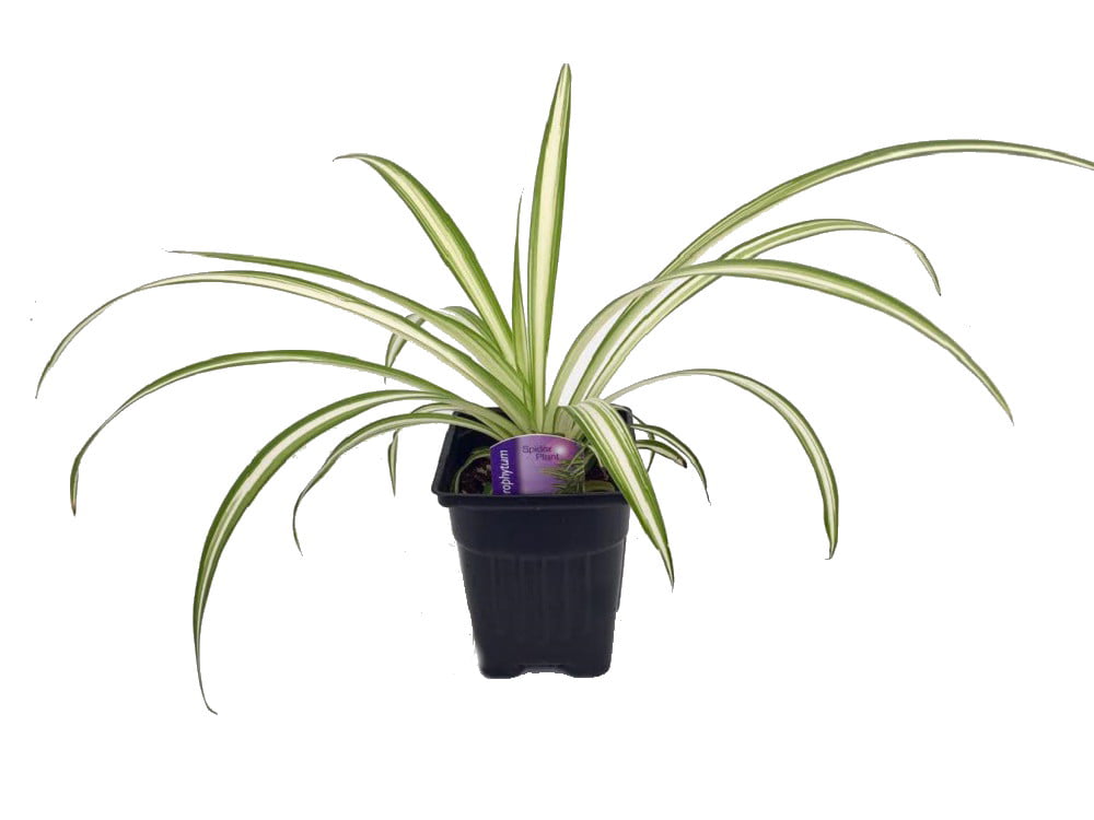 Ocean Spider Plant Easy to Grow Cleans the Air NEW