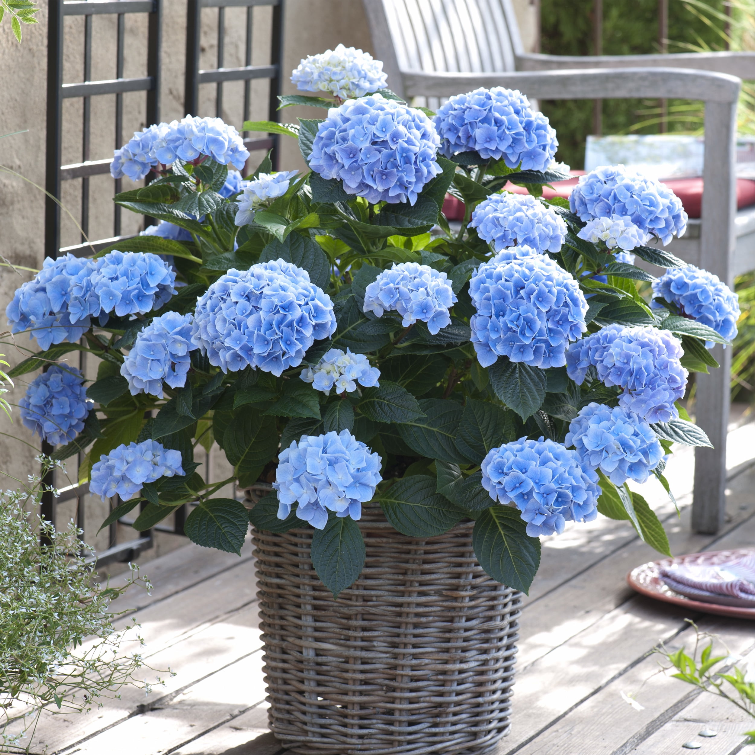 Garden State Bulb Nikko Blue Hydrangea Shrub, Bare Root, Spring Planting (Bag of 1)