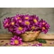 thumbnail image 1 of Pintura de diamantes (DB3427) 5D Cuadrado DIY Flores Rhinestone Imagen Póster 20X30cm Hugtrwg Para estrenar, 1 of 1