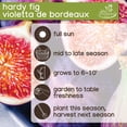 thumbnail image 4 of Expert Gardener Hardy Fig Violetta de Bordeaux (1 Dormant Bare Root) Full Sun, Black, Perennial, 4 of 7