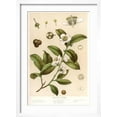thumbnail image 2 of Art.com Botanical Image of Tea Plant Art Print, White Frame Wall Art, 17" x 23", 2 of 5