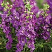 Angle View: PW 2.72Qt QT Angelonia Assorted Colors with Grower Pot