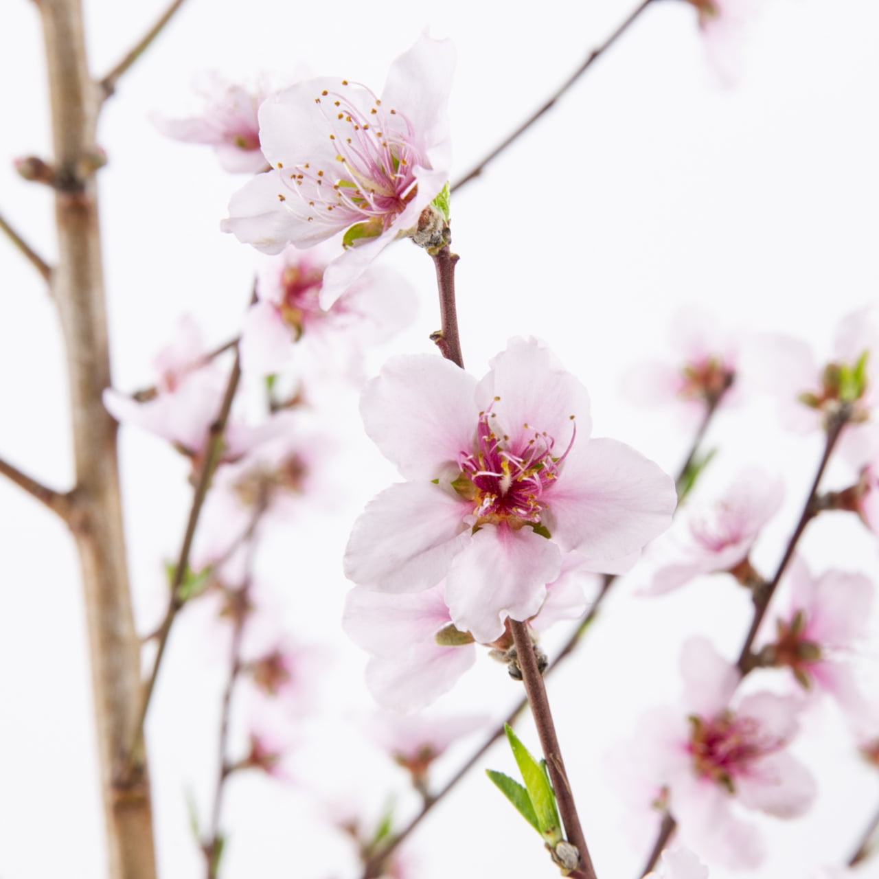 Expert Gardener Hale Haven Peach Tree Live Tree in 3.75-Gallon Grower Pot