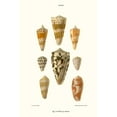thumbnail image 2 of Art.com Cone Shells Art Print by John Mawe, 12" x 18", 2 of 4