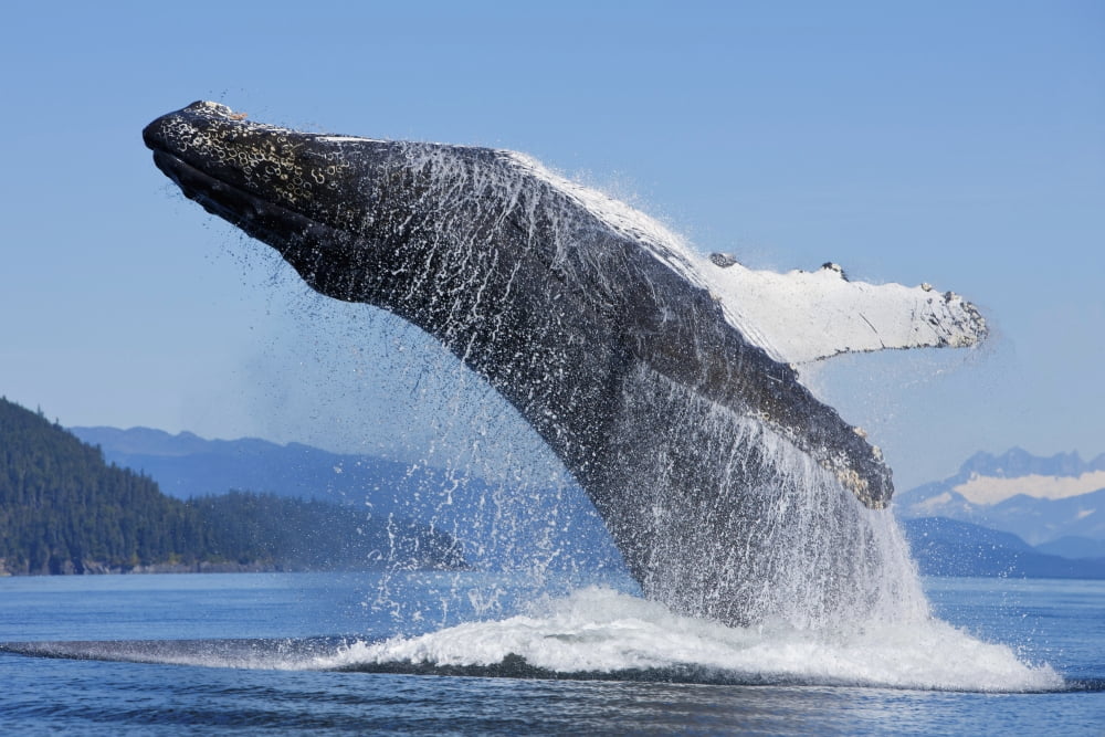A Humpback Whale Breaches Along The Shoreline Of Chichagof Island In Chatham Strait With Mendenhall Towers In The Background Inside Passage Tongass National Forest Admiralty Island Southeast Alaska Su