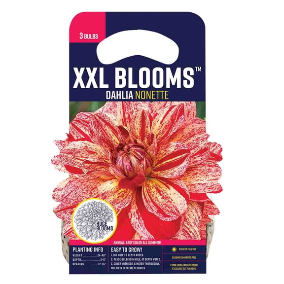 Van Zyverden Dahlia Nonette (Set of 3 Dormant Bulbs) Full Sun, Red, Annual