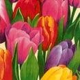 thumbnail image 1 of Ensemble de 2 Grandes Serviettes Tulipe Time, Lot de 20, 1 of 1