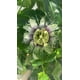 30+ Jardin de Fleurs de la Passion Rare Passiflora Incarnata Plantes en Pot – image 3 sur 3