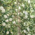 thumbnail image 3 of Artificial White Roses Floral Vines,Faux Greenery Garland Decor for Party,5.9Ft Reusable Artificial Eucalyptus Garland with Flowers for Party,Craft Decor(2Pcs), 3 of 6