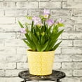 thumbnail image 4 of Better Homes & Gardens 2QT Freesia Nano Livorno Live Perennial Plant Partial Sun, 4 of 6