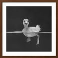 thumbnail image 2 of Art.com Duckling Swimming on Water Surface, UK Photographic Print by Jane Burton, Brown Frame Wall Art, 21" x 21", 2 of 5