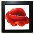 thumbnail image 1 of Red Flower Painting Corn Art Black Square Frame Picture Wall Tabletop, 1 of 3
