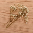 thumbnail image 4 of Flor seca Cielo estreldo Flores Decoración navideña Floral Estilo rústico Florero Decoración Flor para decoración del hogar / Boda / Soledad Flores secas prensadas naturales, 4 of 10