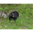thumbnail image 2 of Galloimages Online 32x26 Black Ornate Wood Framed with Double Matting Museum Art Print Titled - Black Bear (YNP), 2 of 4