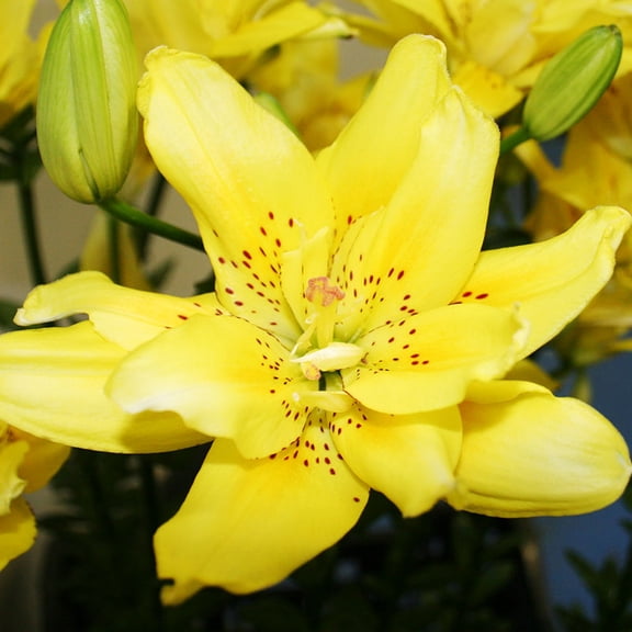 Kensington Double Asiatic Lilies - 3 Lily Bulbs per Pack - Pleasantly Scented - Attracts Butterflies and Hummingbirds - Good as Cut Flowers - Grows Well In Containers - Perennializing - Live Garden